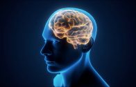 2-Minute Neuroscience: Opioids
